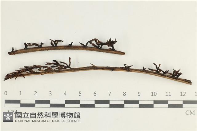 登錄號:F0038598藏品圖，第1張