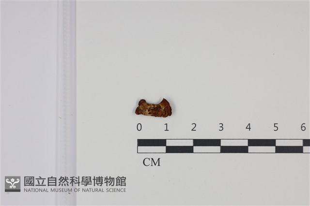 登錄號:F0002598藏品圖，第1張