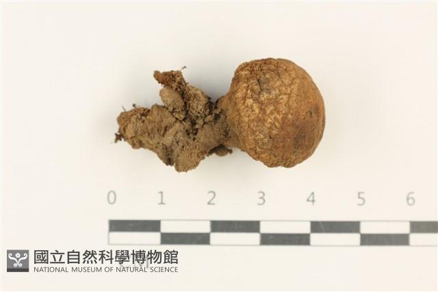 登錄號:F0037598藏品圖，第1張