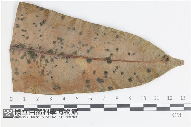 館號:F0035598藏品圖，第1張