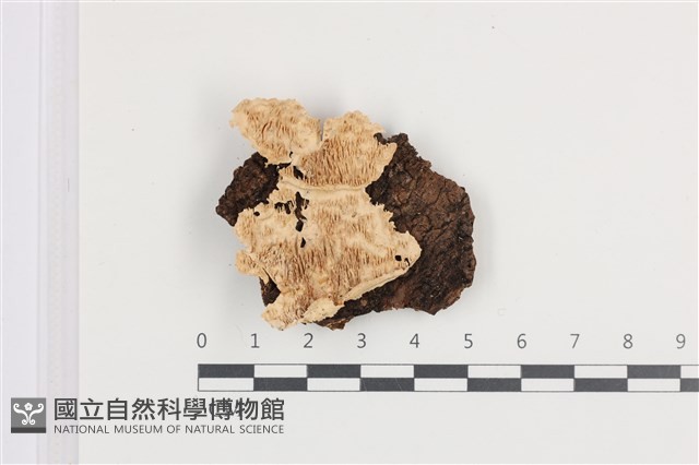 耙菌屬藏品圖，第1張