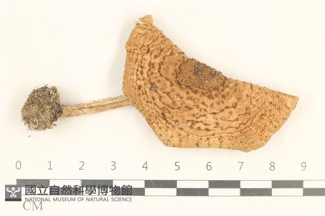 登錄號:F0037198藏品圖，第1張