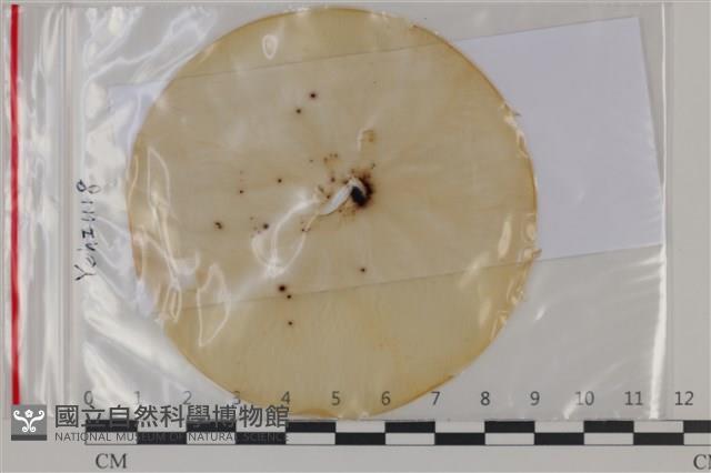 登錄號:F0035198藏品圖，第1張