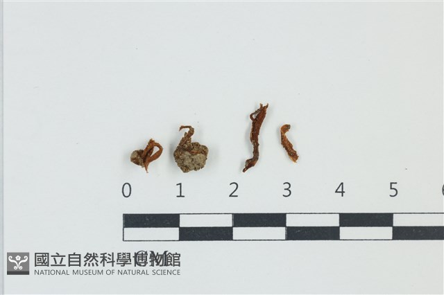 登錄號:F0039198藏品圖，第1張