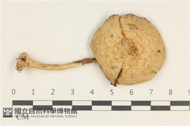 登錄號:F0038098藏品圖，第1張