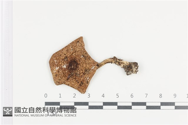 細鱗蘑菇藏品圖，第1張