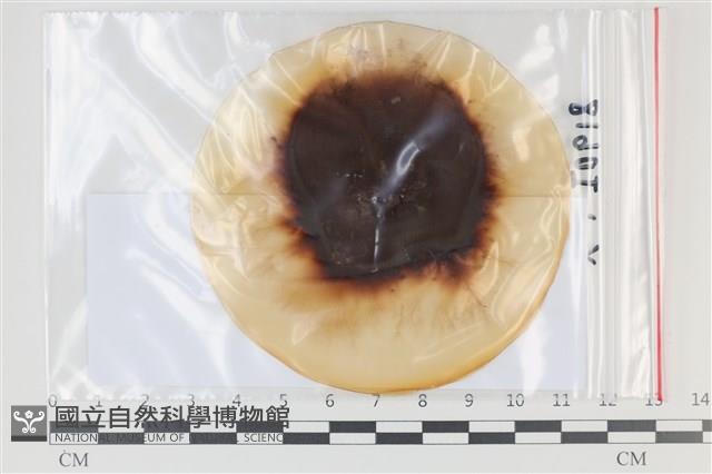登錄號:F0035098藏品圖，第1張