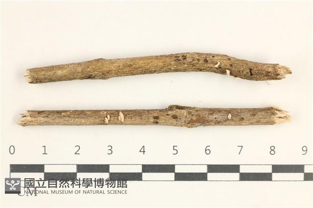 登錄號:F0038398藏品圖，第1張