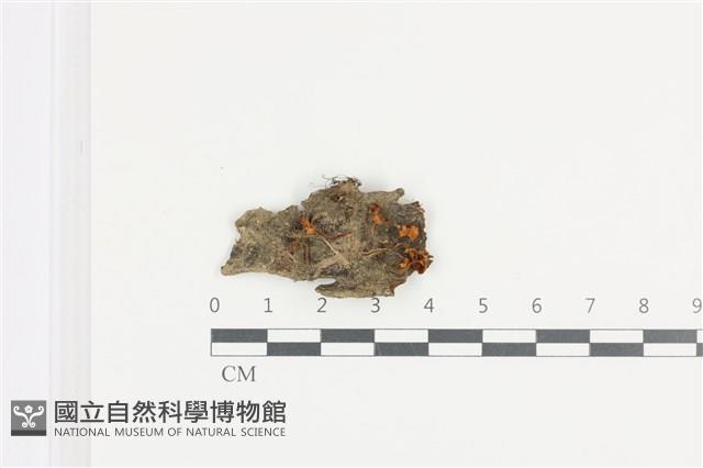 登錄號:F0036398藏品圖，第1張