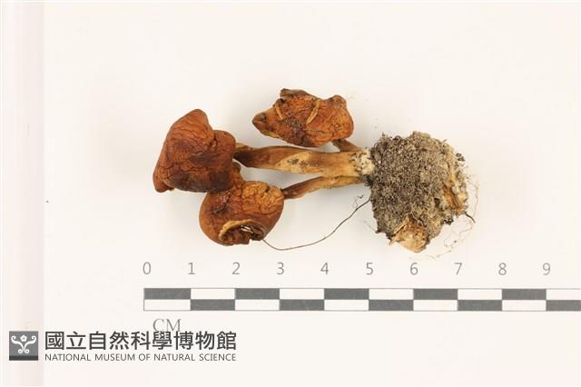 登錄號:F0037398藏品圖，第1張