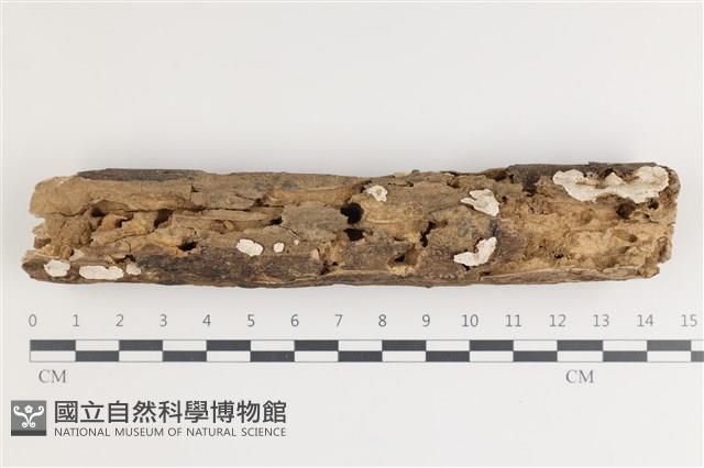 多年臥孔菌屬藏品圖，第1張