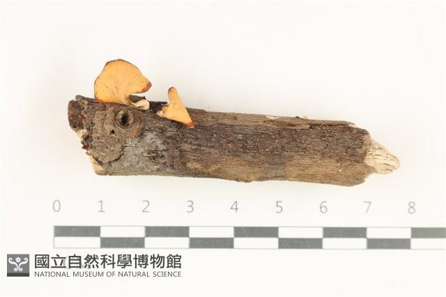 多孔菌屬藏品圖，第1張