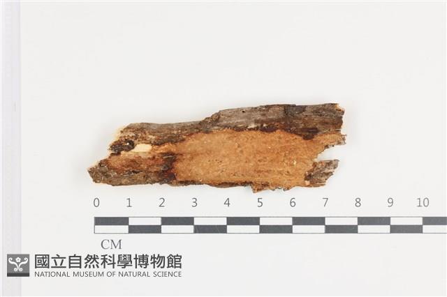 顯絲菌屬藏品圖，第1張