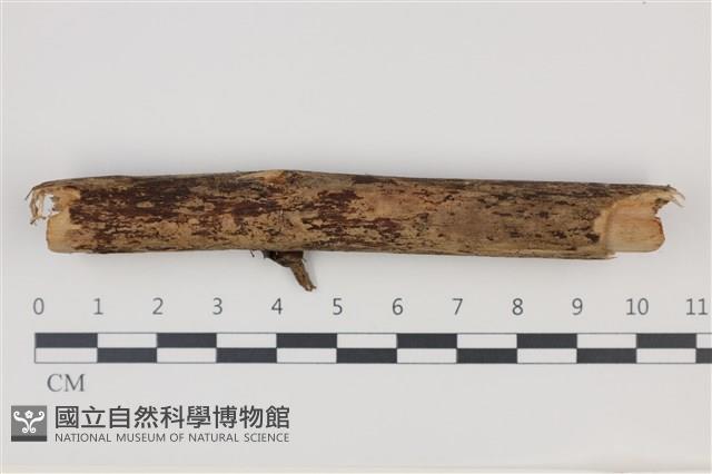 登錄號:F0035288藏品圖，第1張