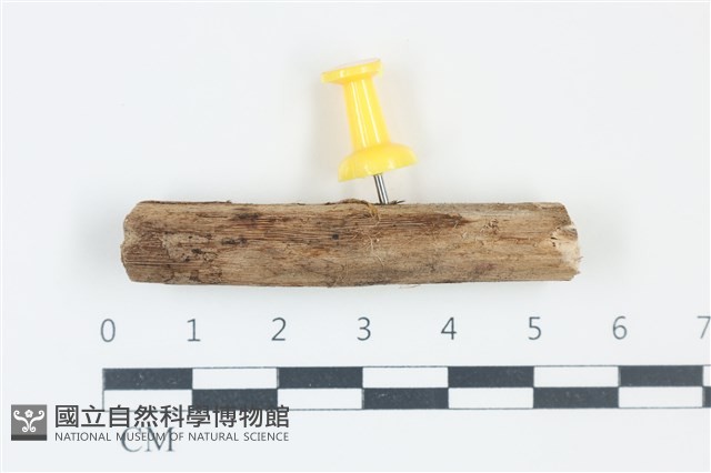登錄號:F0038888藏品圖，第1張