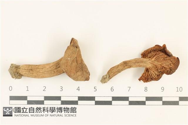 登錄號:F0036888藏品圖，第1張
