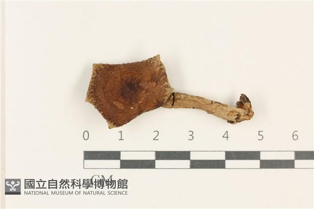 登錄號:F0037888藏品圖，第1張