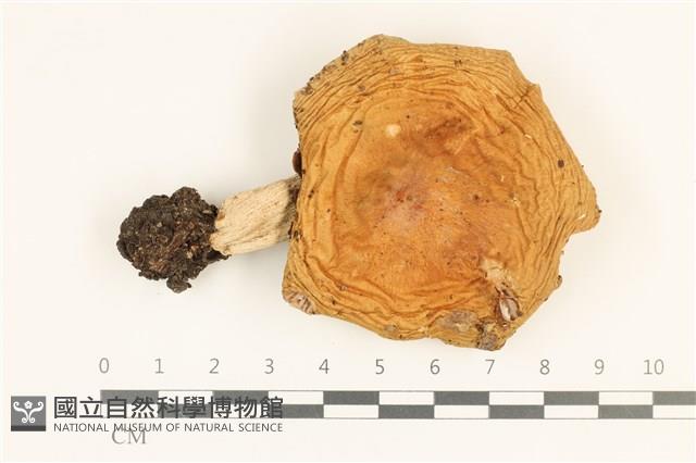 登錄號:F0036988藏品圖，第1張