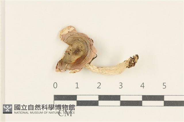 紅菇屬藏品圖，第1張