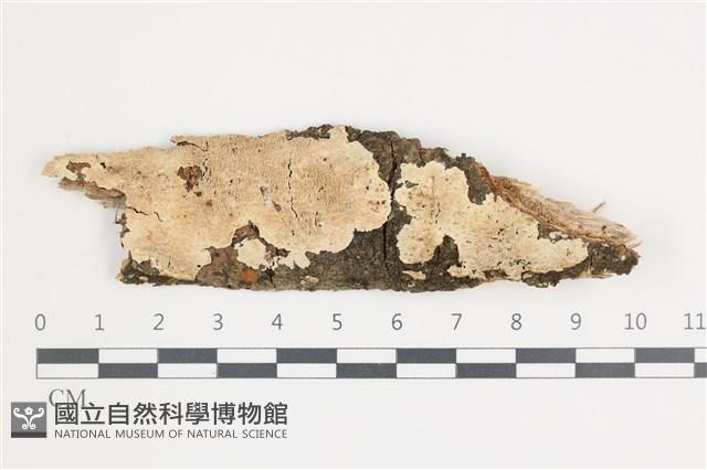 登錄號:F0035988藏品圖，第1張