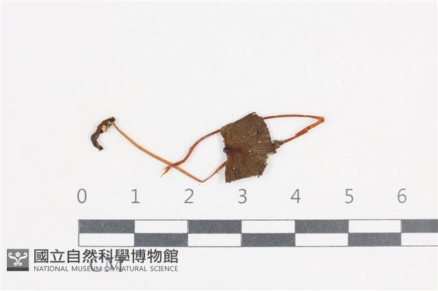 登錄號:F0038688藏品圖，第1張