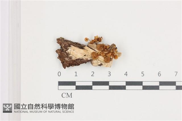 登錄號:F0036688藏品圖，第1張