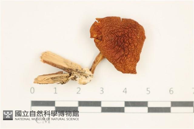 登錄號:F0037688藏品圖，第1張