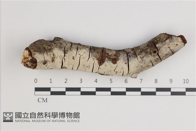 登錄號:F0035688藏品圖，第1張