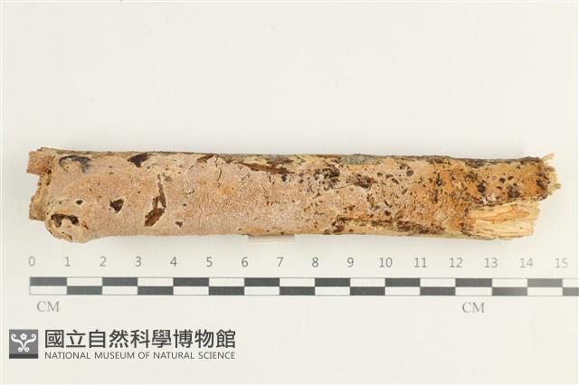 登錄號:F0038488藏品圖，第1張