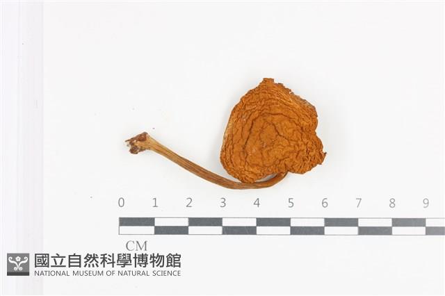 登錄號:F0036488藏品圖，第1張