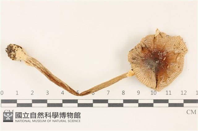 登錄號:F0037488藏品圖，第1張