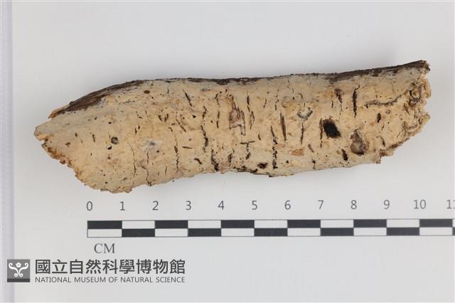 登錄號:F0035488藏品圖，第1張