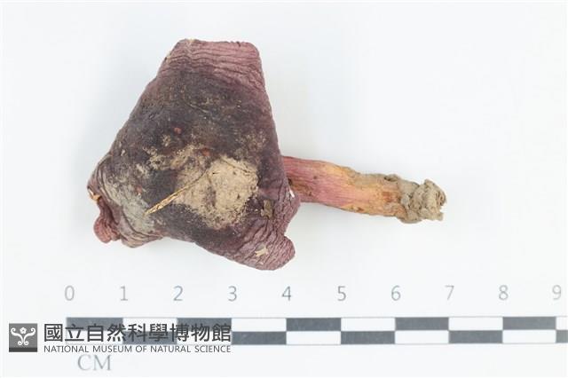 登錄號:F0038788藏品圖，第1張