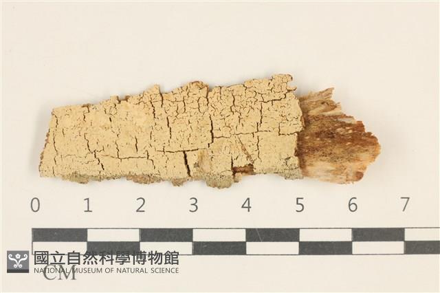 登錄號:F0036788藏品圖，第1張