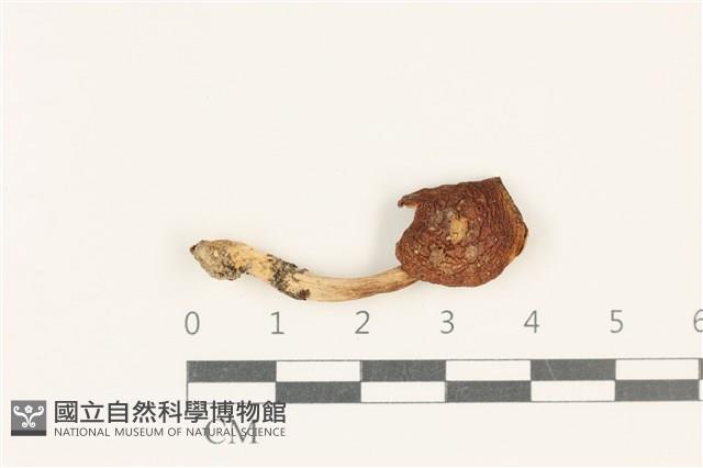 登錄號:F0037788藏品圖，第1張