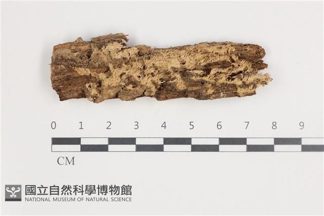 登錄號:F0035788藏品圖，第1張
