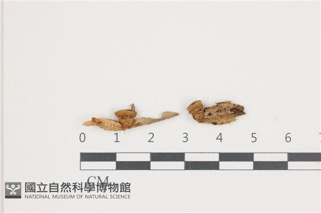 登錄號:F0036588藏品圖，第1張