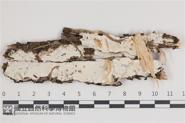登錄號:F0035588藏品圖，第1張