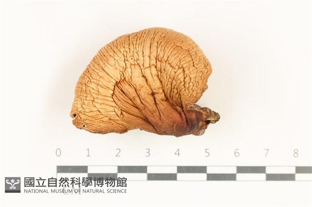 登錄號:F0038188藏品圖，第1張