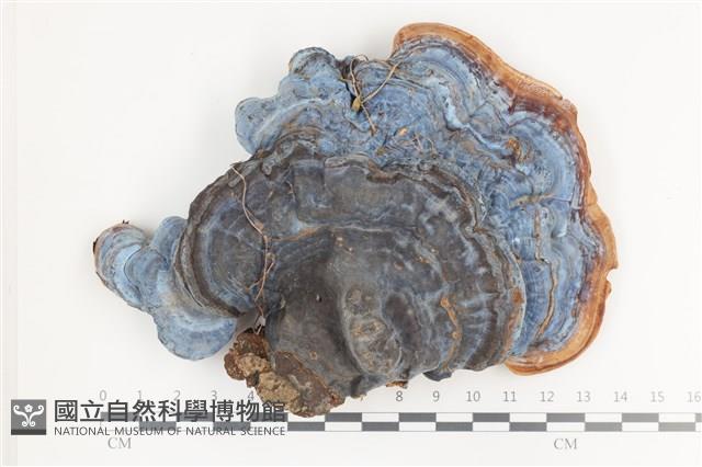 登錄號:F0036188藏品圖，第1張