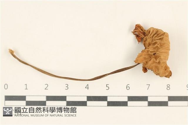 登錄號:F0037188藏品圖，第1張