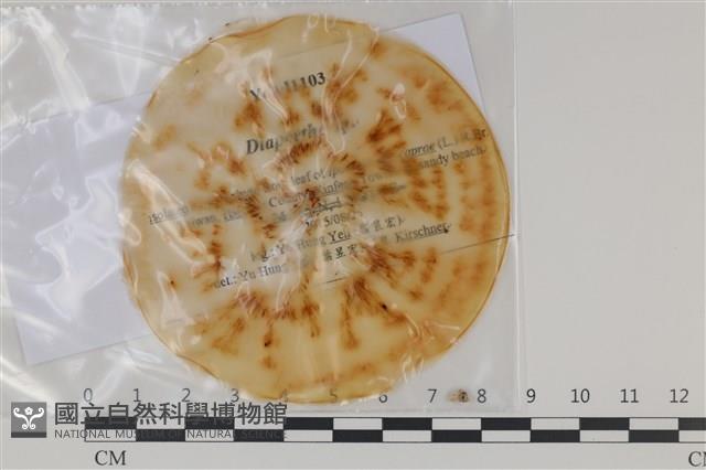 登錄號:F0035188藏品圖，第1張