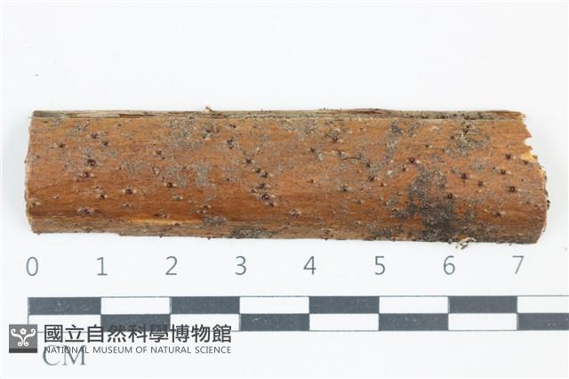 登錄號:F0039188藏品圖，第1張