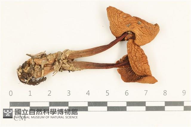 登錄號:F0038088藏品圖，第1張
