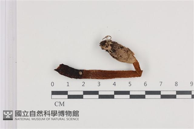 登錄號:F0036088藏品圖，第1張