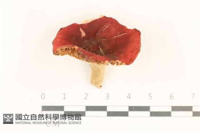 登錄號:F0037088藏品圖，第1張
