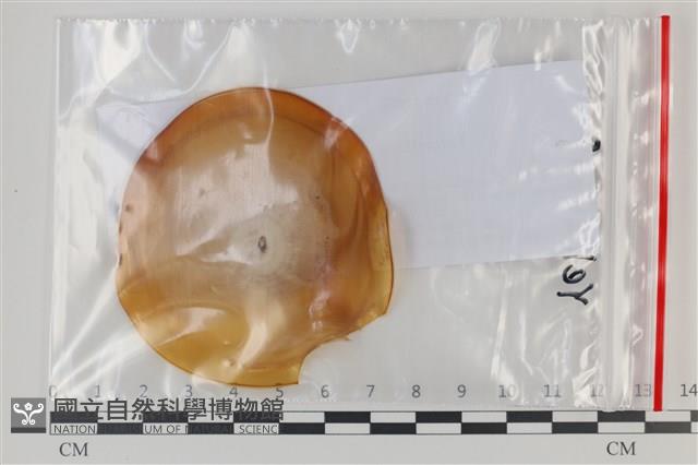 登錄號:F0035088藏品圖，第1張