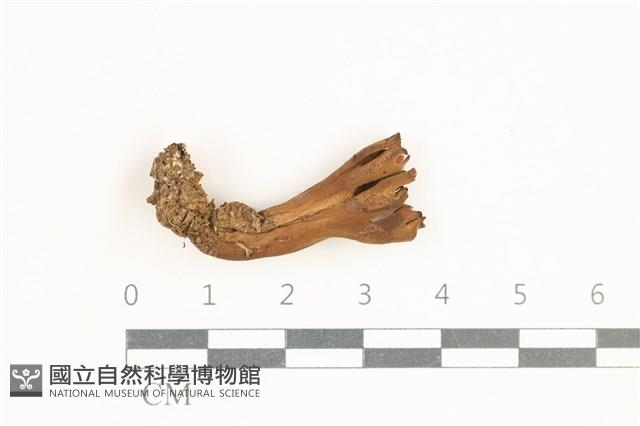 登錄號:F0038388藏品圖，第1張