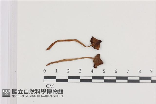 登錄號:F0036388藏品圖，第1張