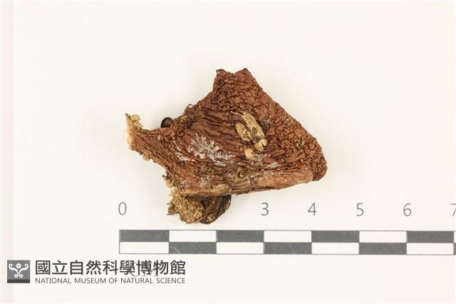 登錄號:F0037388藏品圖，第1張